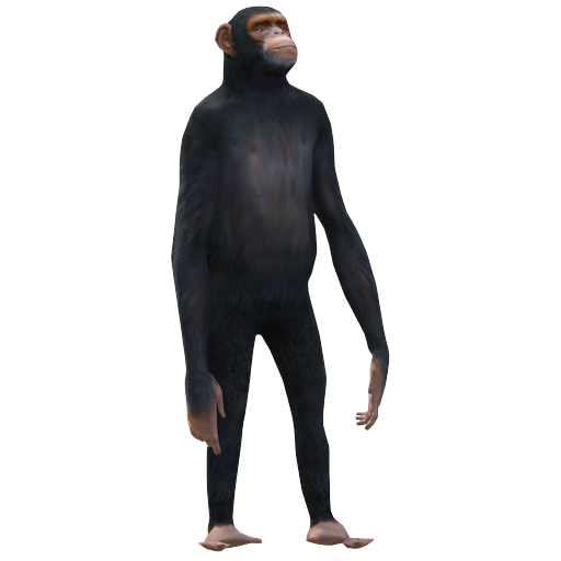 Chimpancé