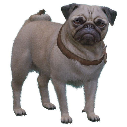 Pug