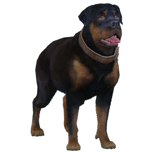 Rottweiler
